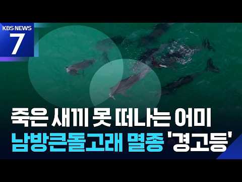 죽은 새끼 못 보내는 어미 돌고래…제주 바다의 ‘슬픈 장례식’ / KBS 2026.07.10.