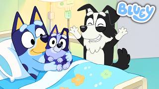 A Bluey Terá um Bebê em Breve… Tudo o Que Pode Acontecer na Temporada 5!! 🐶💙