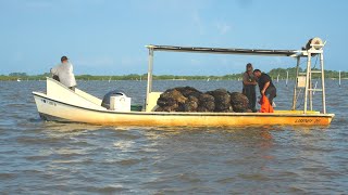 Farming Clams, Oysters & Sponges - S11 E5 (trailer)