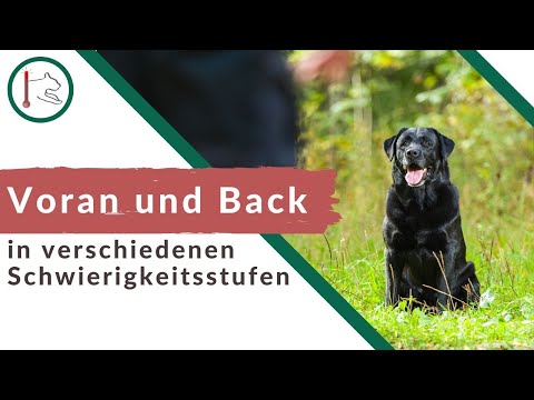 Dummy exercise: Practice forward and backward movements at different difficulty levels.