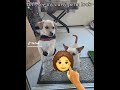 Whos That Dog Breed