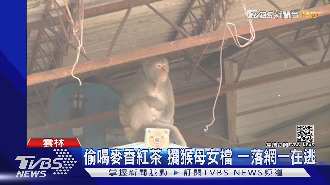連獼猴都懂?熟悉的麥香最對味 闖宿舍偷喝一落網一在逃