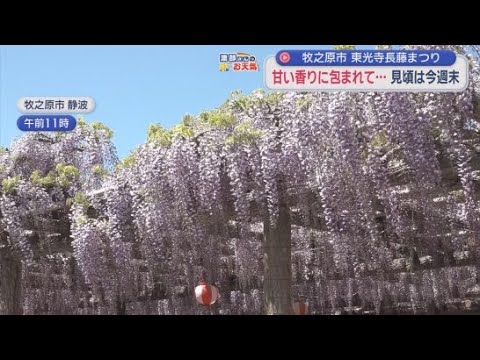 YouTube Video 静岡・牧之原市では藤の花が見頃　東光寺長藤まつりが２５日まで開催