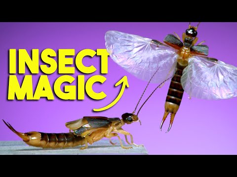 Did You Know Earwigs Could Fly? Watch It In Slow Motion