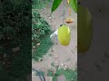 New Mango Vfx Trading Video Short Sagarmondal New Short Video Short Youtubeshorts