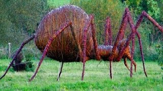 14 World's Largest Spiders