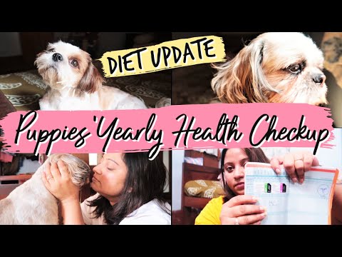 Health Check up for Puppies | Shih Tzu Diet Update | Yearly Health Check up for Puppies Video