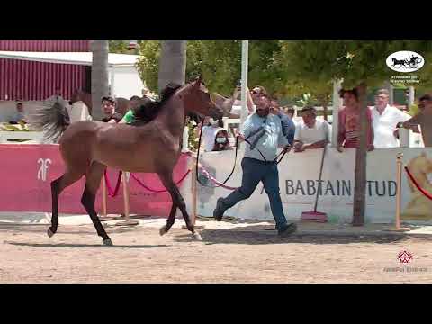 N 25 MAGIC MILORD   Vesuvio Trophy 2021   Yearling Colts Class 4