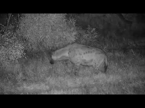 Djuma: Lone Hyena walks by sniffs spot on ground then out of sight - 21:24 - 06/29/2022