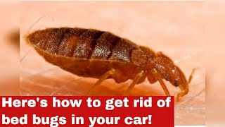 How to Get Rid of Bed Bugs in Your Car [Quick Guide]