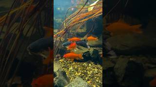 Download lagu Is this a KOI pond or a GOLDFISH paradise!? | #shorts #koi #water mp3