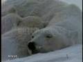 The Knife - N.Y. Hotel - Polar Bear Version=matvieELOFgray