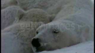 The Knife - N.Y. Hotel - Polar Bear Version=matvieELOFgray