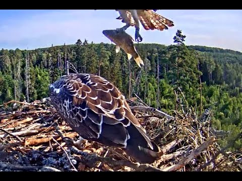 "Take the fish, leave the toe!" Estonian Ospreys 22 July 2021