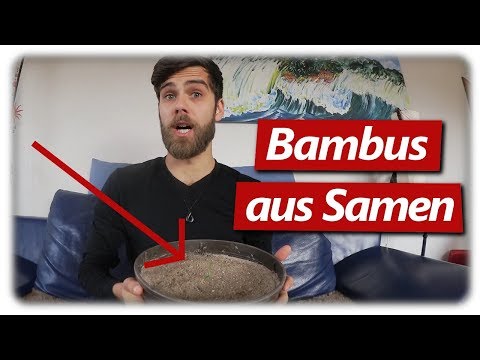 Moso Bambus aussäen, pikieren & eintopfen | Bambus anbauen #1