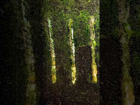 CIGARETTE IN SOIL - 1 YEAR