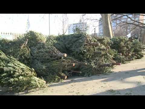 Christmas Tree Fires & Recycling