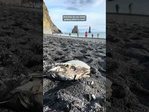 Watch this before you visit Reynisfjara, Iceland's most dangerous black sand beach ⚠️🌊😱 #iceland