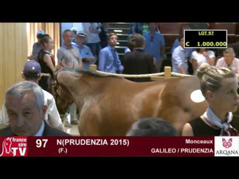 Top Price J2 - 1 400 000E - N(Prudenzia 2015) - Arqana August Yearling Sale 2016