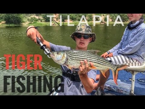 Chasing Tiger Fish and Tilapia off the boat!