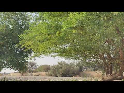 Wadi Haneefa in Riyadh