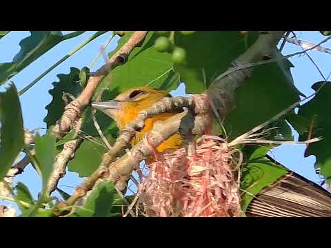 Baltimore Oriole Nest