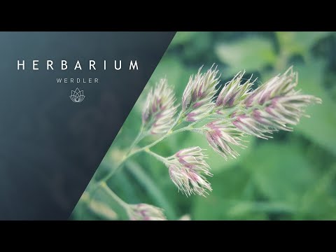 Dactylis glomerata - (Orchard grass)