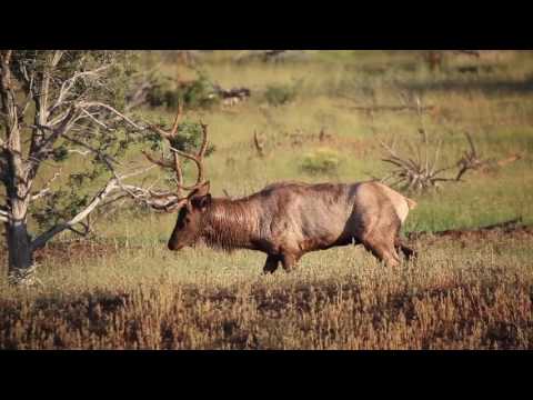 Arizona Mule Deer Hunting