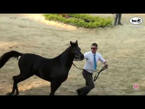 N 134 LEIL ALAA AL DIN   Rabab Arabian Horse Championships   Yearling Colts Class 6B