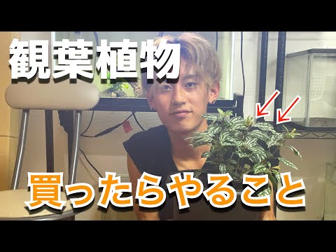 ピレア・ペペロミオイデスの吸盤を植え替えたほうがいいでしょうか？植物にはどんな土を使えばいいのでしょうか？  庭園