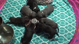 preview picture of video 'HARDROCKBULLYS PITBULLS MR CRAWLEY & LADEE Puppies eating for the first time Video 024'