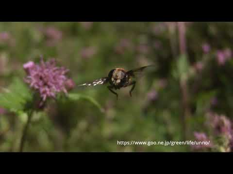 オオハナアブの吸蜜飛翔66倍スローモーション
