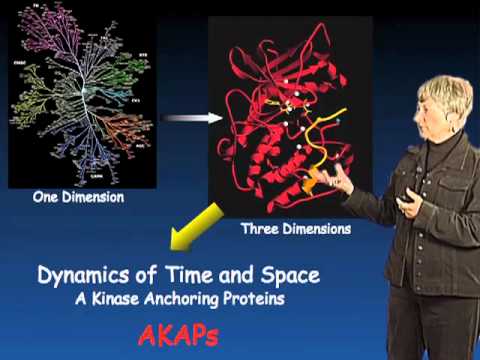 Susan Taylor (UCSD) Part 3: Protein Kinase Regulation and Localization Video