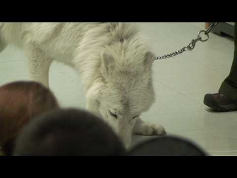 Atka the Arctic Wolf⦠| Howling For Justice