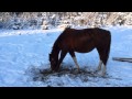 Как кормить лошадь зимой 