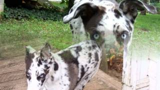 What happens when a Great Dane breeds with a Husky?