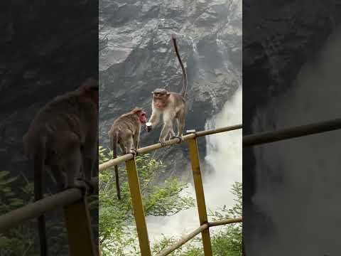 Gagana chikki and buvana chukki in Kollegala
