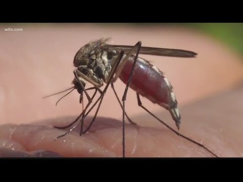 1st YouTube video about are mosquitos attracted to certain blood types