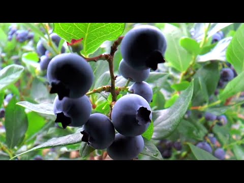 NJ Department Of Agriculture Celebrates National Blueberry Day