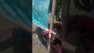 Download lagu pantai bojong salawe allhamdulilah rame pengunjung #vidioshorts #pantai #bojongsalawe #putrajasun mp3