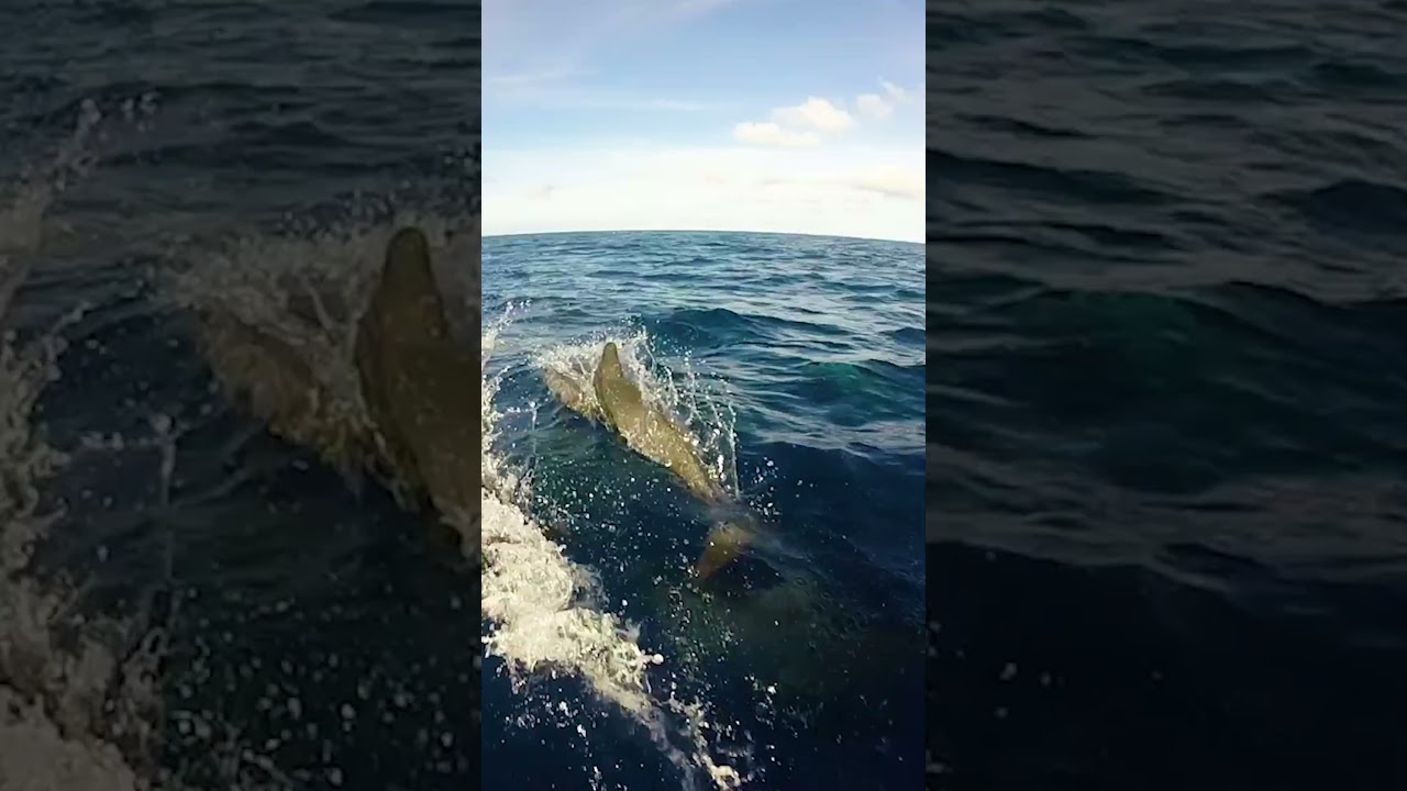 Voice of the Ocean