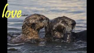 Nina Simone __ Isn&#39;t It A Pity