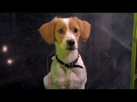 Especial Perros - Programa 08/01/16