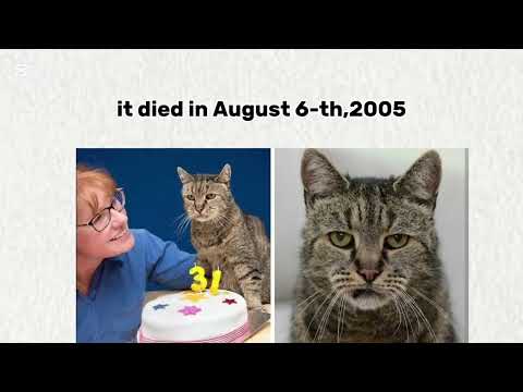 The oldest cat ever recorded 