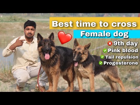 Best information : Right time to breed your dog to get more puppy.