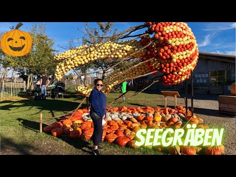 Pumpkin Farm || Seegräben || Switzerland
