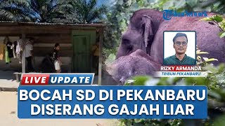 Sekawanan Gajah Sumatra Liar Serang Rumah Warga di Pekanbaru Riau, Bocah 8 Tahun Alami Luka Parah