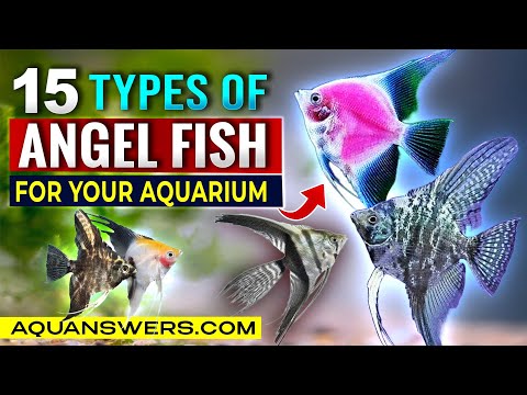15 Must-Know Angelfish Types for Freshwater Aquariums | Stunning Fish for Your Tank!