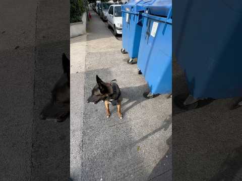 🥳 As soon as I reach a million subscribers I will give away the iPhone 15 pro max 🤩 #nino #dog