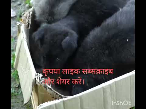 #shortstory #dogdog #dog #song #tiktok #dogvideos #hearttouching @sapna123akarsh